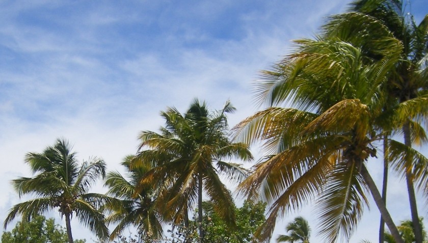 Palms trees