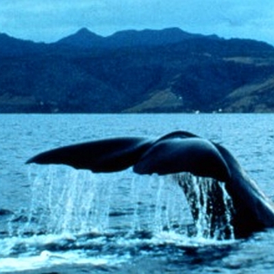 Dominica Whale Watching